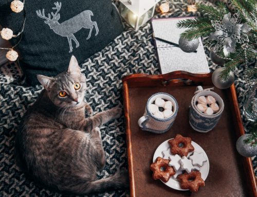 6 Holiday Food Swaps to Make for Your Pet