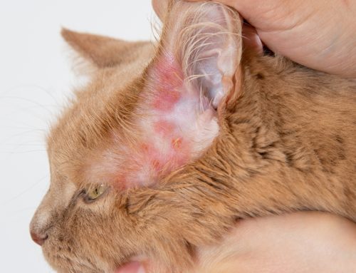 Pet Skin Health: Identifying and Treating Common Conditions