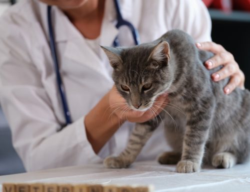 Common Pet Emergencies and How to Prevent Them